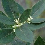 Osmanthus austrocaledonicus অভ্যাস