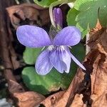Viola reichenbachiana Blomma