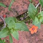 Lysimachia arvensis Blatt