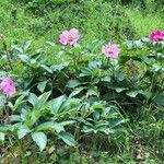 Paeonia mascula অভ্যাস