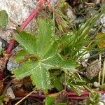 Alchemilla fissa Лист