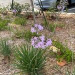 Allium unifolium Blüte