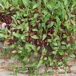 Polygonum cognatum Hoja