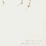 Aphanes australis Агульны выгляд