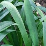 Agapanthus spp. Blad