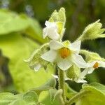 Solanum abutiloides Žiedas