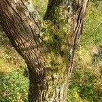 Prunus mahaleb Bark