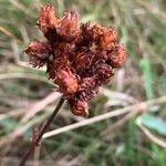 Hypericum montanum 花