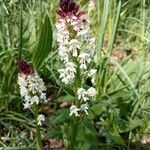 Neotinea ustulata Flower