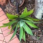 Agave attenuata Blatt