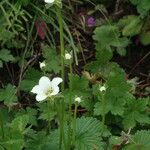 Parnassia nubicola عادت