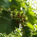 Crataegus mollis Leaf