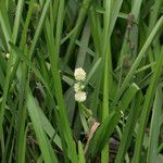 Sparganium emersum Fula