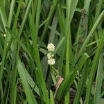 Sparganium emersum Blomma