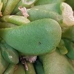 Glottiphyllum oligocarpum List