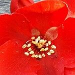 Chaenomeles × superba Flower