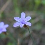 Aphyllanthes monspeliensis Blomma