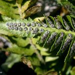 Polystichum scopulinum