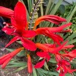 Crocosmia aurea ᱵᱟᱦᱟ