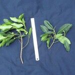 Ficus yoponensis Anders