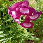 Penstemon barbatus Květ