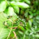 Psychotria schweinfurthii Frucht