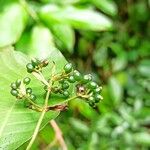 Psychotria schweinfurthii Frukt