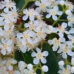 Photinia serratifolia Blüte