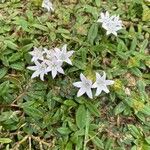 Richardia scabra Blüte