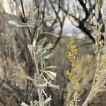 Artemisia tridentata Φύλλο