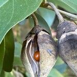 Lagunaria patersoniaFruit