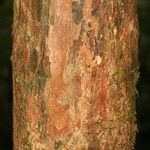 Pouteria grandis Bark