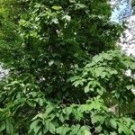 Carya ovata Habit