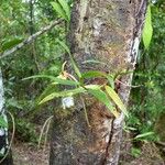 Angraecum ramosum Habitus