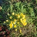 Crocus chrysanthusКвітка