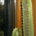Euphorbia canariensis Écorce