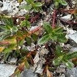 Helianthemum oelandicum Leaf