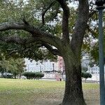 Quercus virginiana Bark