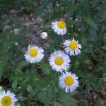 Erigeron pulchellus Flower