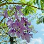 Jacaranda mimosifolia പുഷ്പം