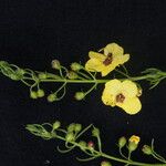 Sopubia trifida 整株植物