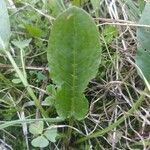 Rumex pulcher Leaf