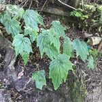 Begonia × chungii Hoja