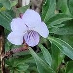 Viola arborescens Kvet