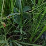 Scoparia dulcis List