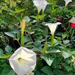 Datura innoxia Cvet