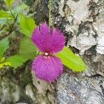 Dalechampia aristolochiifolia Blüte