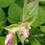 Silene pendula Leaf