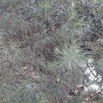 Casuarina cunninghamianaLeaf