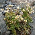 Saxifraga bryoides Habitatea